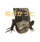 カナヘビといっしょ2（個別スタンプ：3）