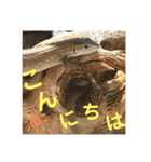 カナヘビといっしょ2（個別スタンプ：11）