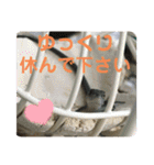 カナヘビといっしょ2（個別スタンプ：13）