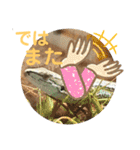 カナヘビといっしょ2（個別スタンプ：21）