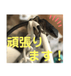 カナヘビといっしょ2（個別スタンプ：23）