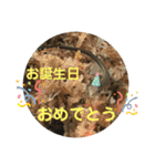 カナヘビといっしょ2（個別スタンプ：31）