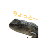 カナヘビといっしょ2（個別スタンプ：33）