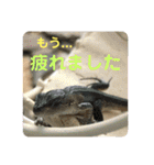 カナヘビといっしょ2（個別スタンプ：34）