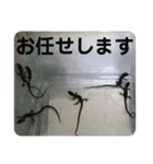 カナヘビといっしょ2（個別スタンプ：36）