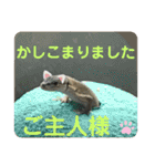 カナヘビといっしょ2（個別スタンプ：37）