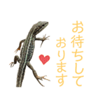 カナヘビといっしょ2（個別スタンプ：38）