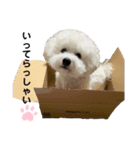 我が家の殿下（個別スタンプ：1）