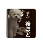 我が家の殿下（個別スタンプ：12）