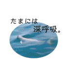 海。空撮スタンプ『総集編』その②（個別スタンプ：6）