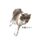 愛猫シエルNo.9（個別スタンプ：1）