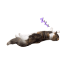 愛猫シエルNo.9（個別スタンプ：2）