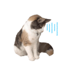 愛猫シエルNo.9（個別スタンプ：3）
