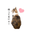 愛猫シエルNo.9（個別スタンプ：4）
