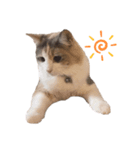愛猫シエルNo.9（個別スタンプ：5）