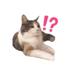 愛猫シエルNo.9（個別スタンプ：6）