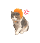 愛猫シエルNo.9（個別スタンプ：8）