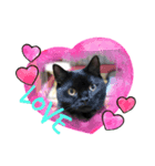 わが家のアイドル黒猫くうちゃん（個別スタンプ：1）