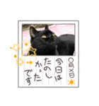わが家のアイドル黒猫くうちゃん（個別スタンプ：2）