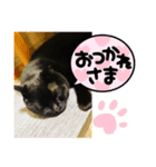わが家のアイドル黒猫くうちゃん（個別スタンプ：3）