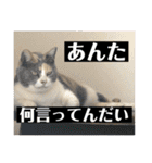 月月火水木金金（個別スタンプ：7）