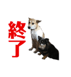 月月火水木金金（個別スタンプ：13）