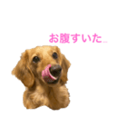 ミニチュアダックスリオンのスタンプ6（個別スタンプ：3）