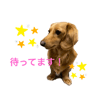 ミニチュアダックスリオンのスタンプ6（個別スタンプ：7）