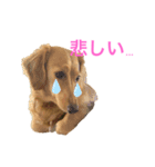 ミニチュアダックスリオンのスタンプ6（個別スタンプ：8）
