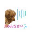 ミニチュアダックスリオンのスタンプ6（個別スタンプ：9）