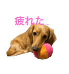 ミニチュアダックスリオンのスタンプ6（個別スタンプ：11）