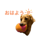 ミニチュアダックスリオンのスタンプ6（個別スタンプ：13）