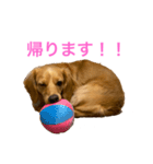 ミニチュアダックスリオンのスタンプ6（個別スタンプ：14）