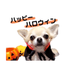 キキとララハロウィン甘え語スタンプ（個別スタンプ：1）