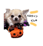 キキとララハロウィン甘え語スタンプ（個別スタンプ：11）