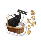 黒猫こんぶの日常会話スタンプ【sn】（個別スタンプ：5）