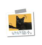 黒猫こんぶの日常会話スタンプ【sn】（個別スタンプ：7）