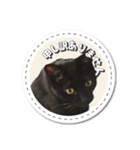 黒猫こんぶの日常会話スタンプ【sn】（個別スタンプ：8）