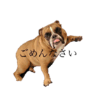使える小野塚BOB（個別スタンプ：1）