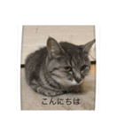 猫のスタンプ第二（個別スタンプ：1）
