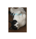 猫のスタンプ第二（個別スタンプ：5）
