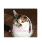 猫のスタンプ第二（個別スタンプ：9）