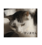 猫のスタンプ第二（個別スタンプ：10）
