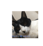 猫のスタンプ第二（個別スタンプ：11）