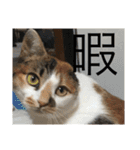 猫のスタンプ第二（個別スタンプ：13）