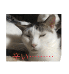 猫のスタンプ第二（個別スタンプ：14）
