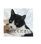猫のスタンプ第二（個別スタンプ：15）
