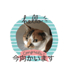 猫のスタンプ第二（個別スタンプ：16）