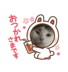 猫のスタンプ第二（個別スタンプ：17）