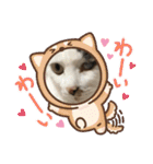 猫のスタンプ第二（個別スタンプ：19）